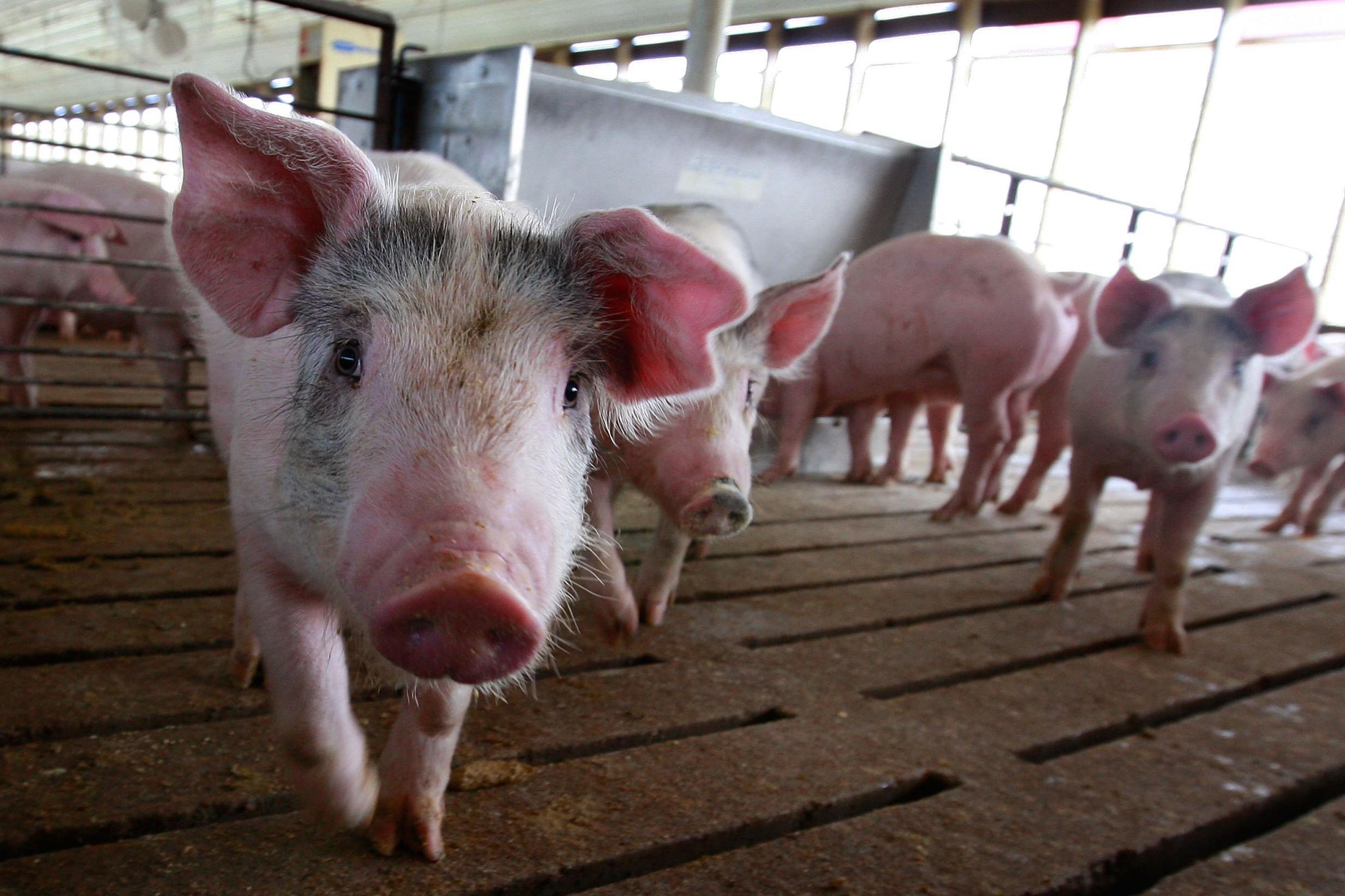 Pigs 'burn from the inside out' in gas chambers: Why carbon dioxide is the  meat industry's best-kept secret | The Independent | The Independent