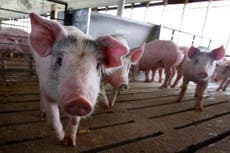 Pigs ‘burn from the inside out’ in gas chambers: Why carbon dioxide is the meat industry’s best-kept secret