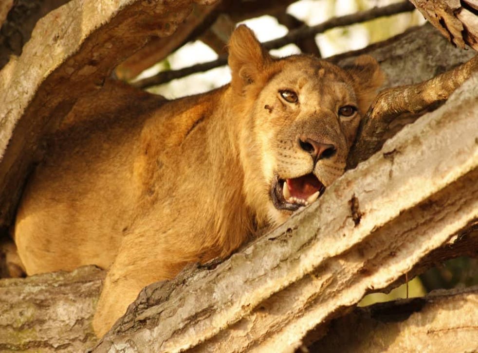 Lions rest in euphorbia trees in Queen Elizabeth National Park