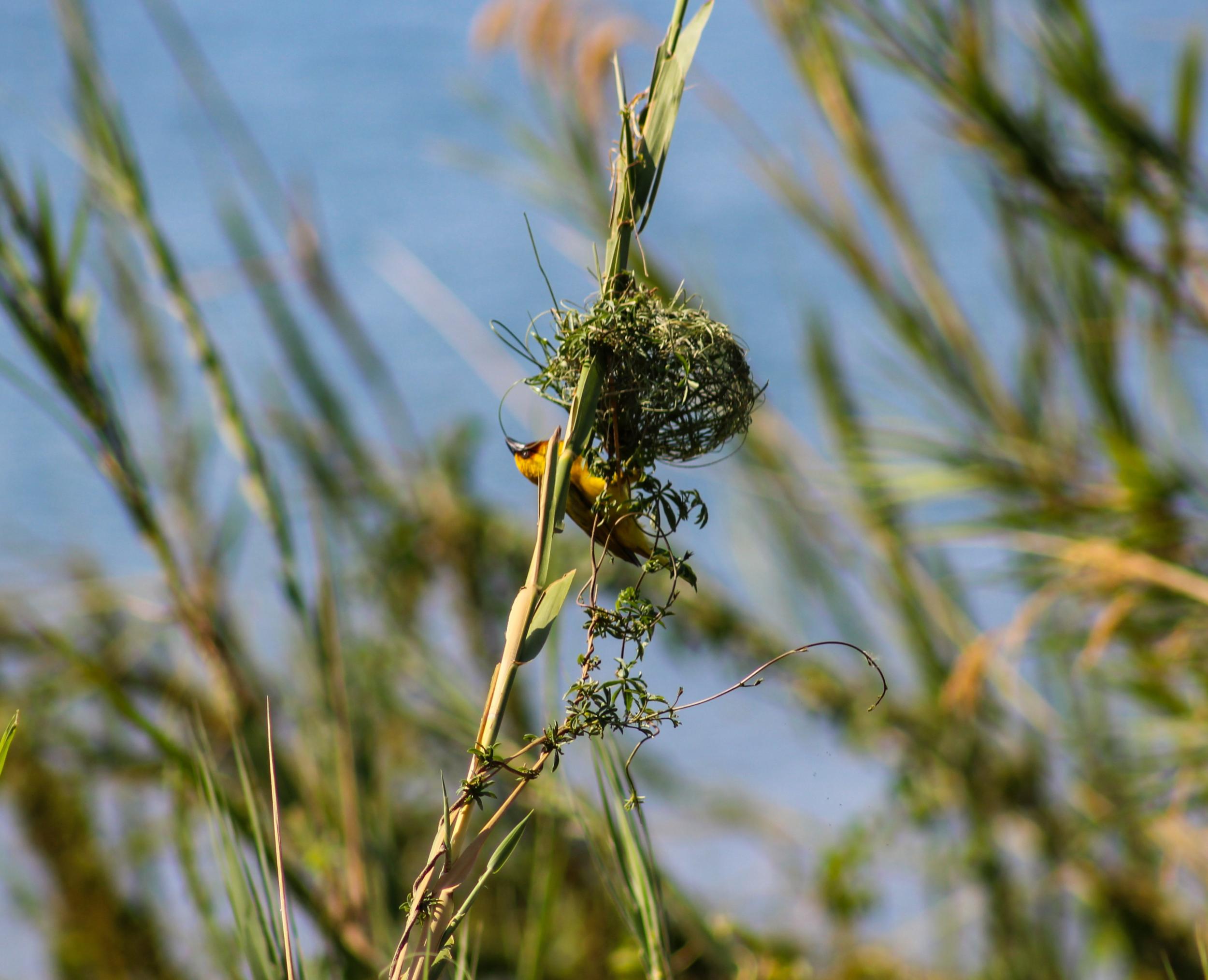 A male weaver on the shores of Lake Malawi
