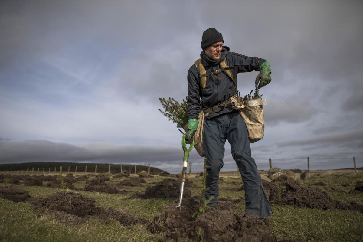 Planting trees to tackle climate change might feel nice, but it could be doing more harm than good