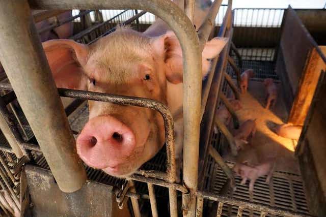 Sows spend weeks on end in farrowing crates