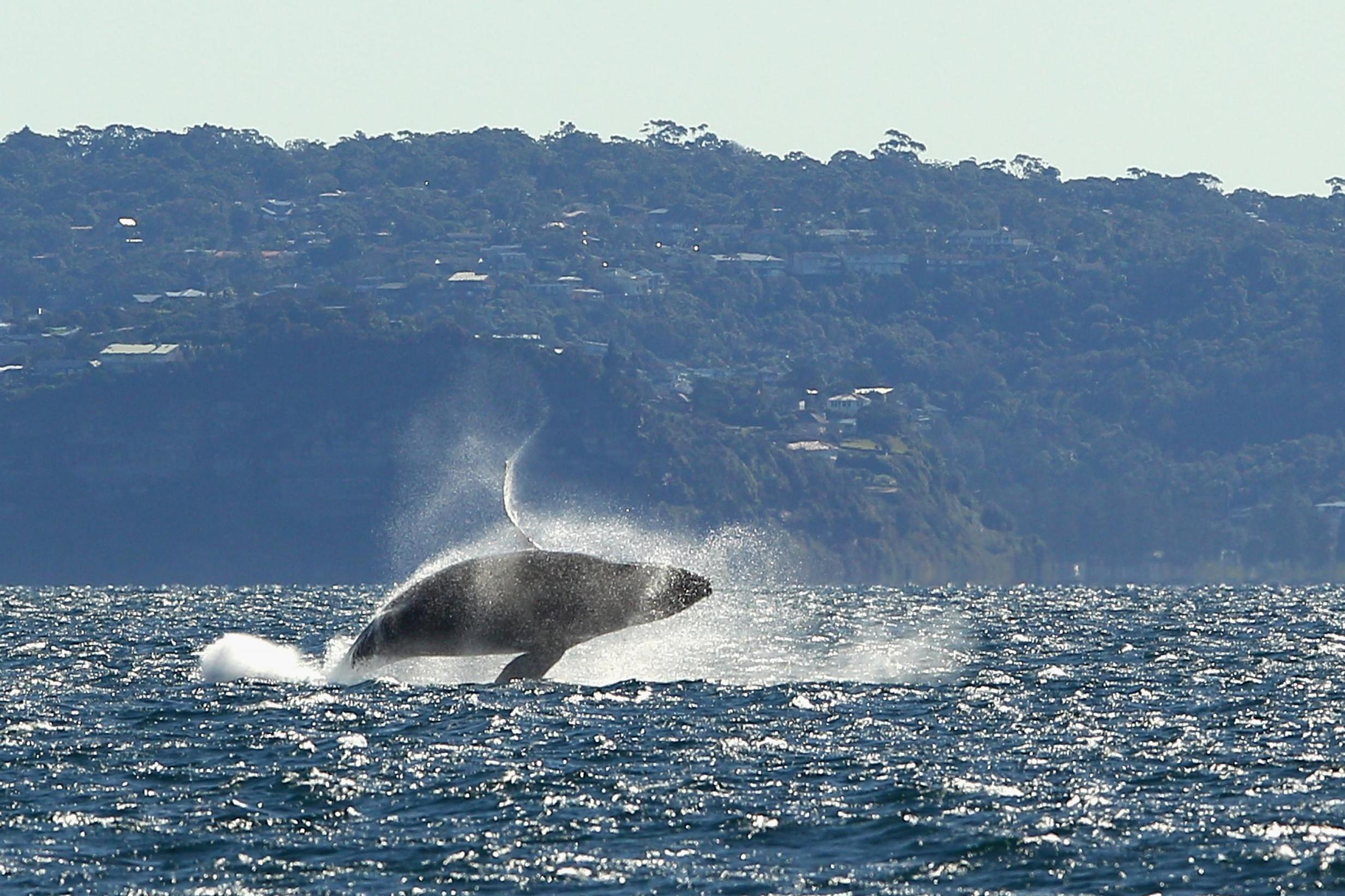 Humpback whales have been baffling scientists with their breeding patterns (Getty)