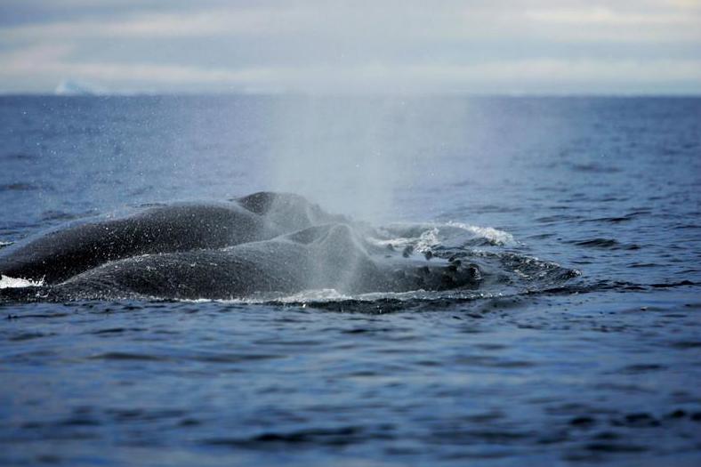 Humpbacks have been recorded singing two songs at once