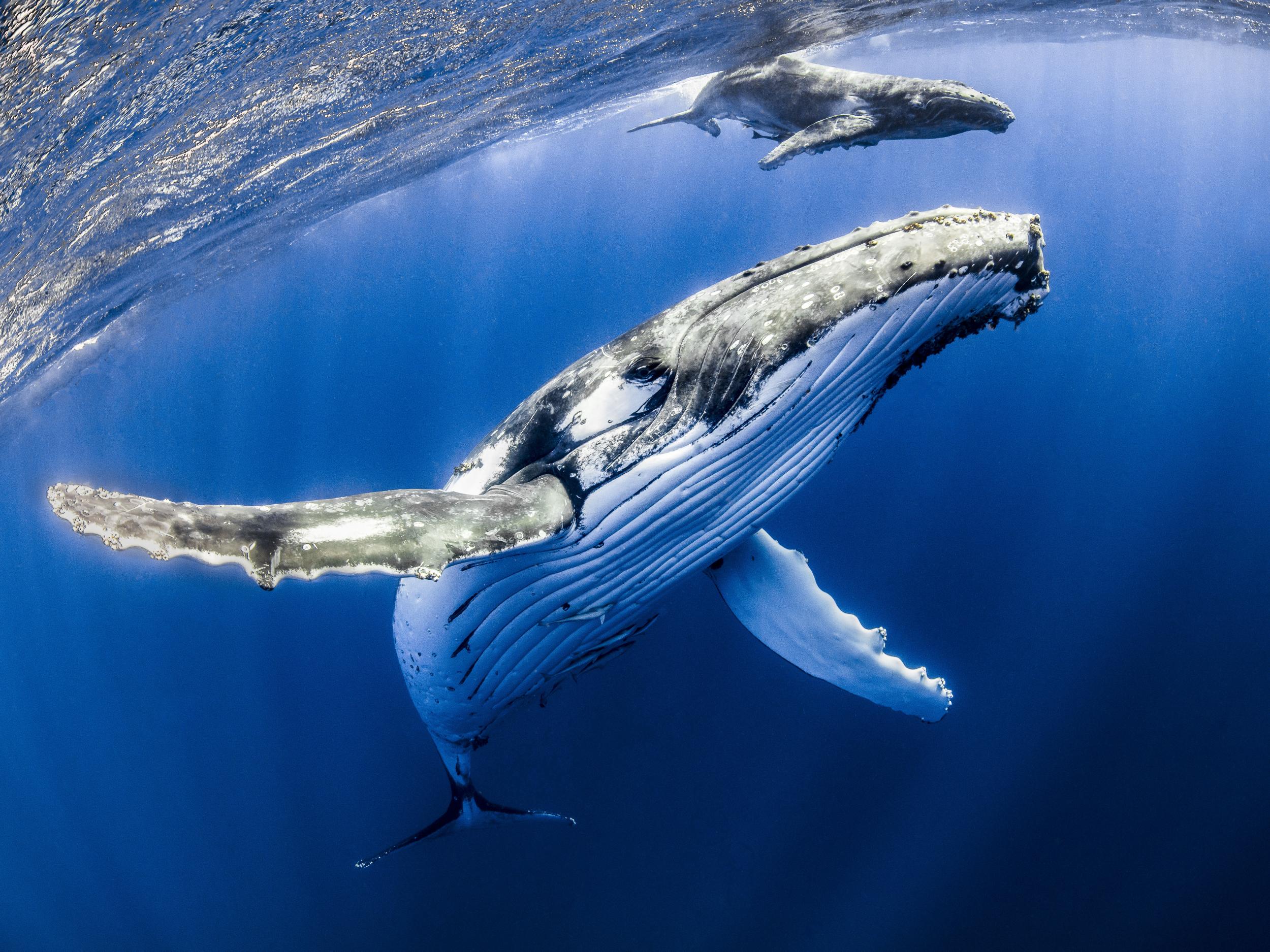 Off the coast of New Zealand, humpback whales sing karaoke | The