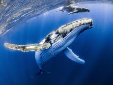 Off the coast of New Zealand, humpback whales sing karaoke 