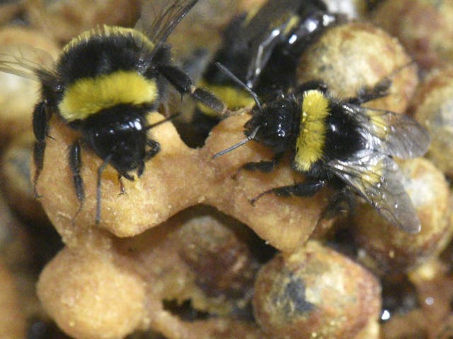 Nurse bees (pictured) not only sacrificed their shuteye to look after the larvae, they continued to sleep less when the brood moved on