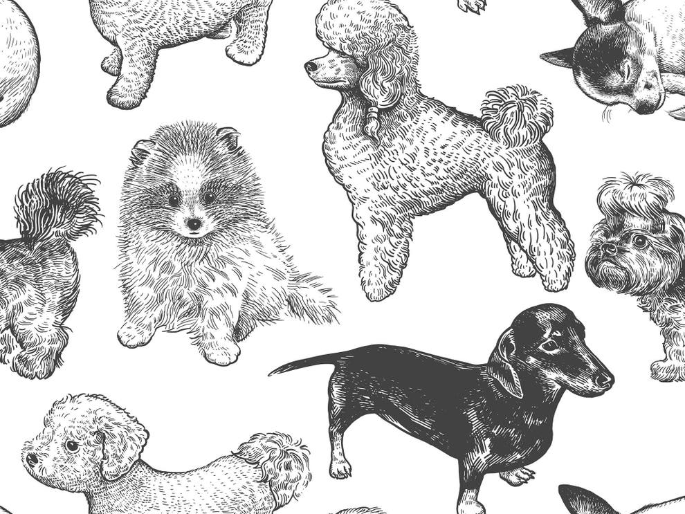 Best dog collars that make sure your pet always looks on point The