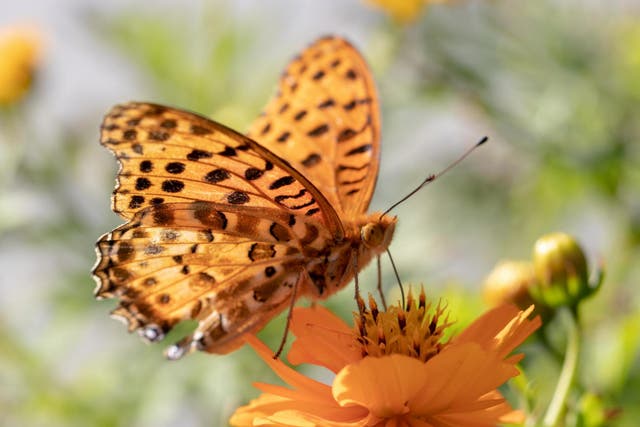 Butterflies and moths have been particularly hard hit. Pictured is the high brown fritillary which has declined by more than 75 per cent since 1970