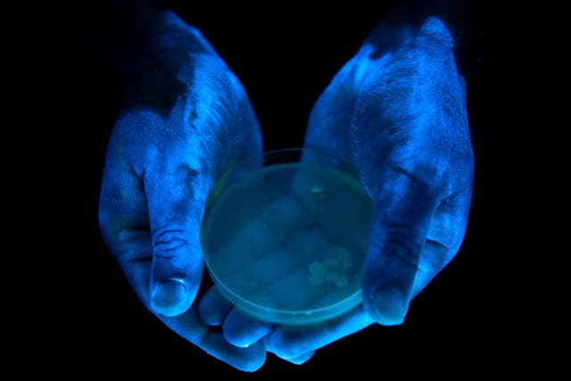 An experiment by King’s College London students using glow gel found bacteria for some of the UK’s most prevalent illnesses on their hands after they had been washed