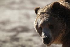 Photos of starving bear family stirs concern for climate crisis