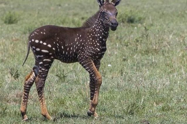 A super-rare polka dot zebra photographed in Kenya