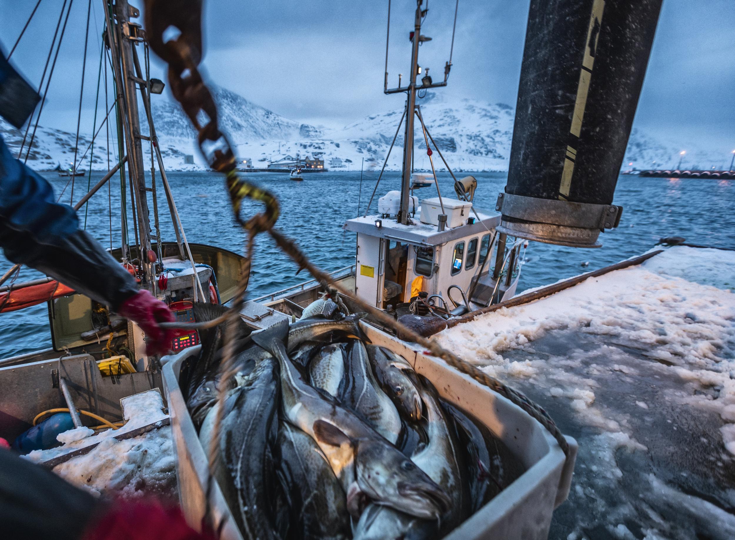 Protecting polar marine habitats is extremely difficult because we know very little about them. Pictured is fisherman catching cod in Arctic waters