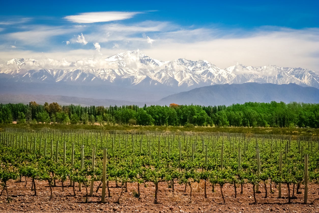 Vinyards in Mendoza with the Andes mountains in the background.