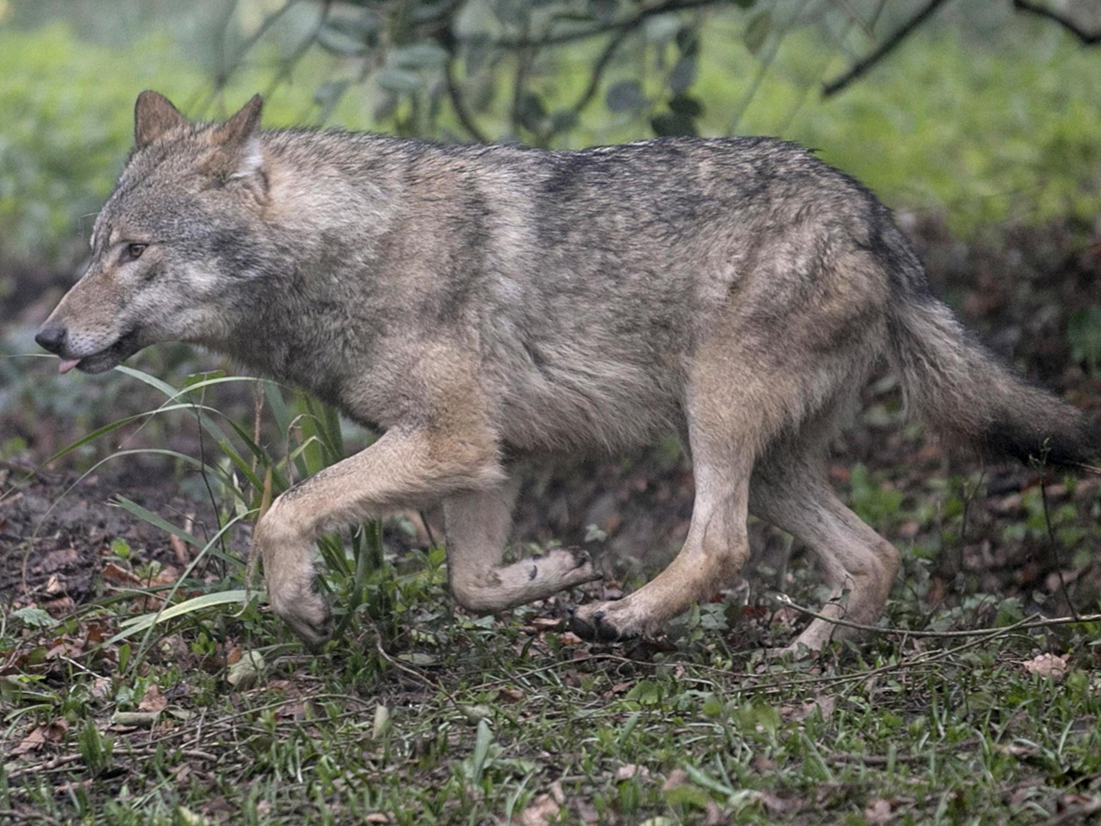 Wolves are a rare sight but are often shot when they are seen, say wildlife experts