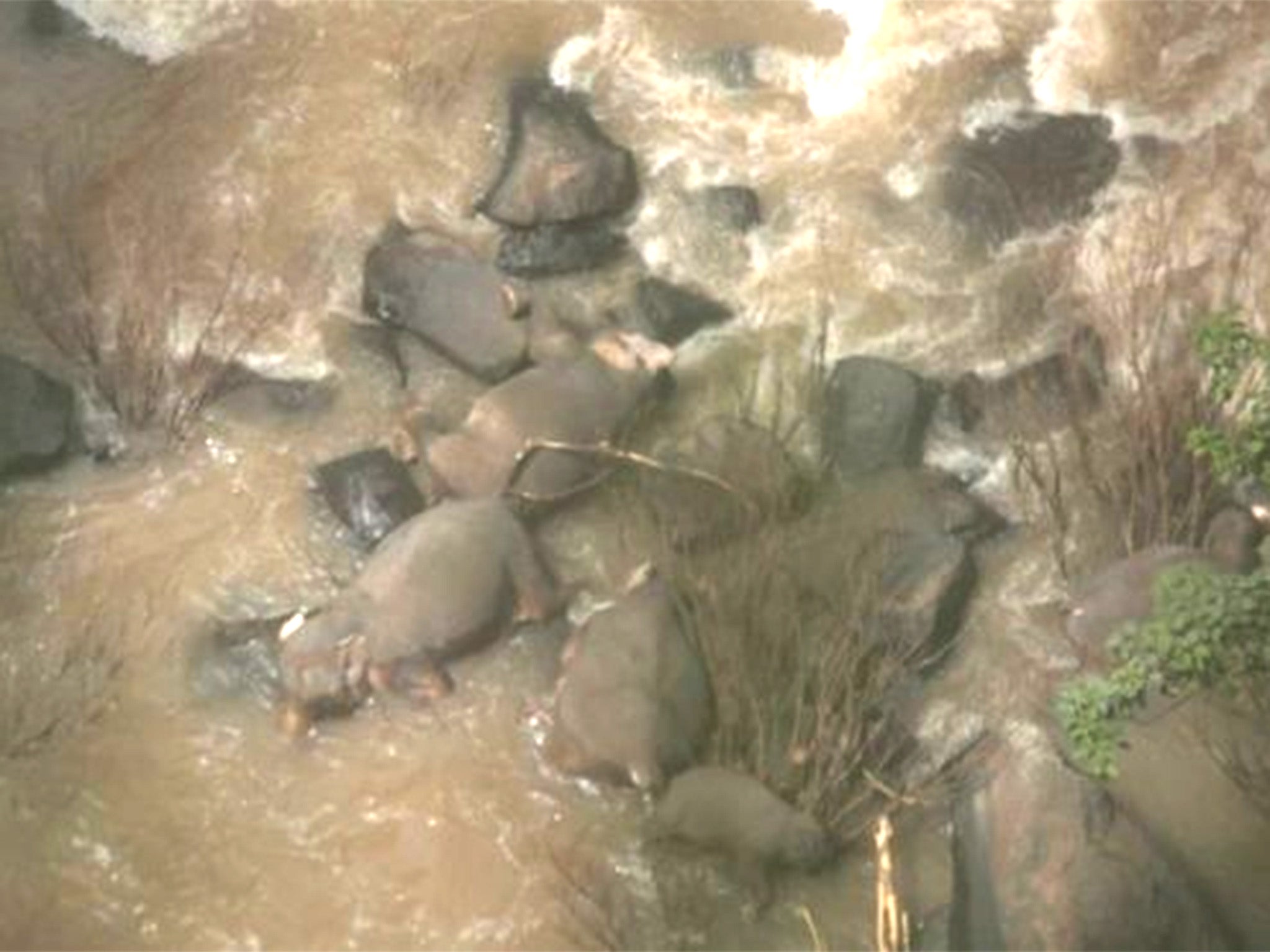 Six elephants die trying to save each other from waterfall