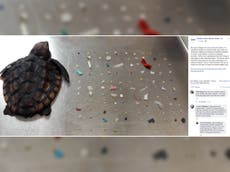 Baby turtle had more than 100 pieces of plastic in stomach when it died of starvation