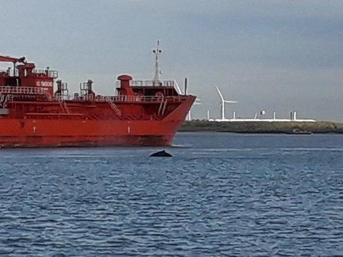 Humpback whale spotted swimming in Thames has died, charity says