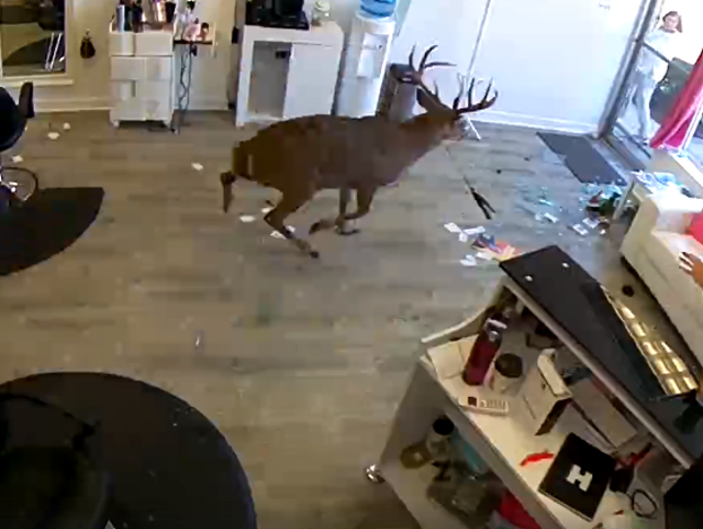 Deer breaks through window in New York City salon