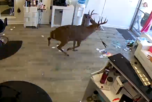 Deer breaks through window in New York City salon