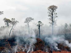 Illegal cattle ranching is destroying the Amazon rainforest