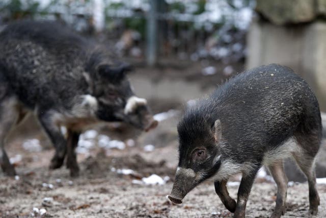 Visayan warty pigs are an endangered species from the Philippines