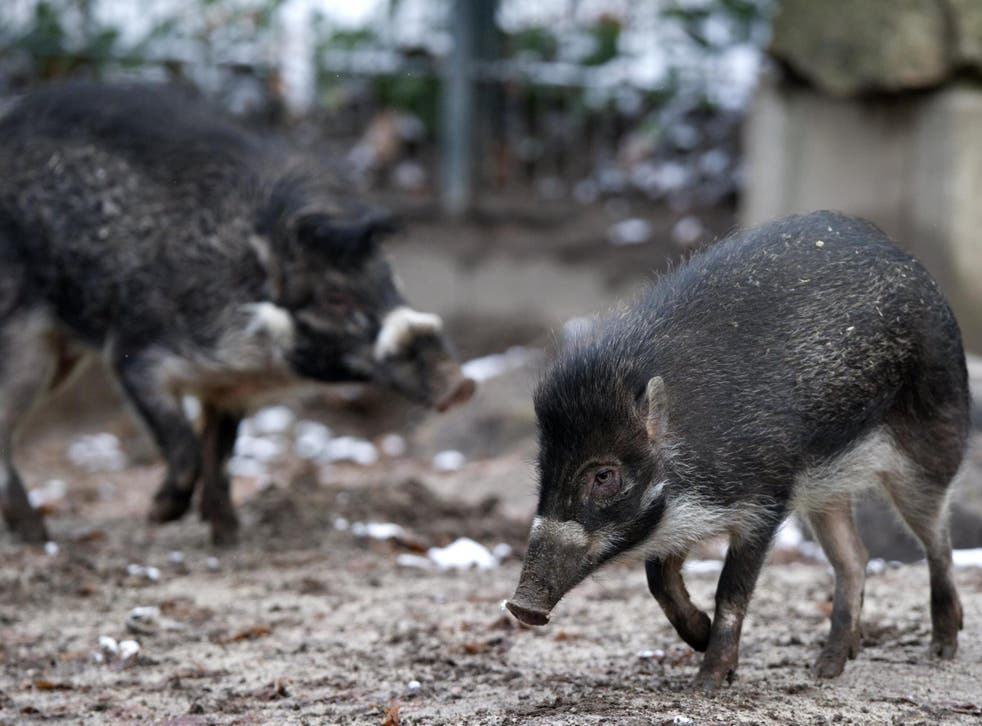 Visayan warty pigs are an endangered species from the Philippines