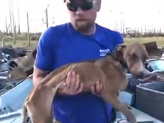 Puppy trapped by Hurricane Dorian found alive one month later