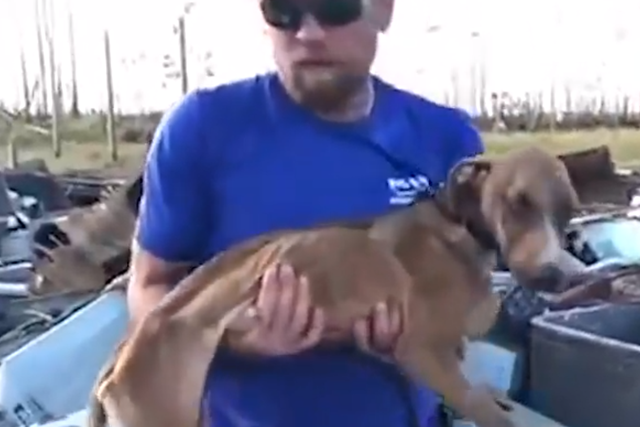 A dog was saved from the wreckage of Hurricane Dorian one month later