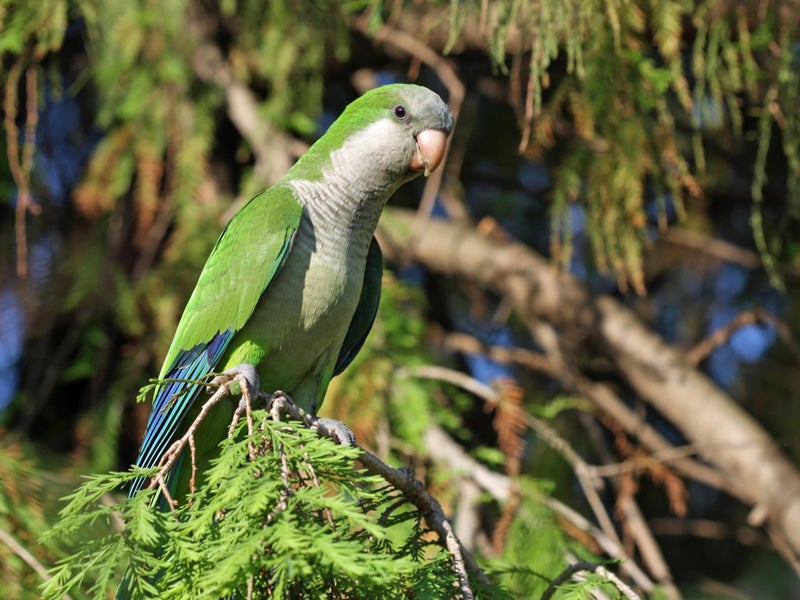 Why authorities on the Costa Del Sol want to cull the resort’s noisy parrots