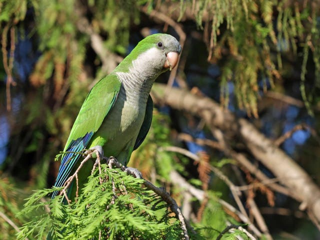 Council says it is looking ‘to reduce and control the population’ of green monk parakeets (pictured) by sterilising their eggs