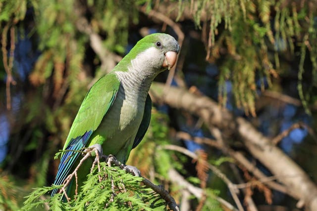 Council says it is looking ‘to reduce and control the population’ of green monk parakeets (pictured) by sterilising their eggs