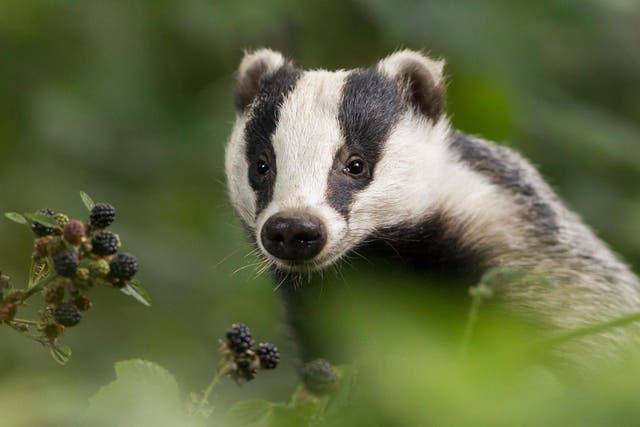 The badger cull - which has been going on for decades - is designed to halt the spread of bovine TB which costs taxpayers more than ?100m