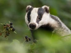 Mass badger culls to be phased out and replaced with vaccines against bovine tuberculosis