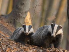 Taxpayers paid badger cull company ?56,000 after killings cancelled