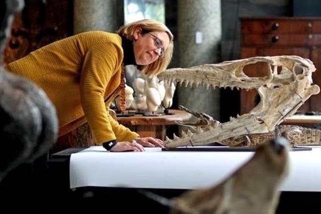 Silke Lohmann, of Summers Place Auctions in Billingshurst views a Mosasaurus head