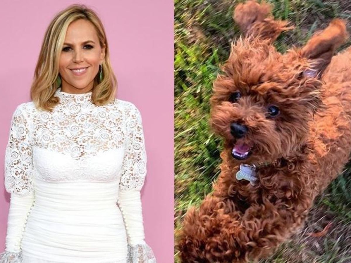 Tory Burch offers $10,000 for return of missing dog Chicken | The  Independent | The Independent