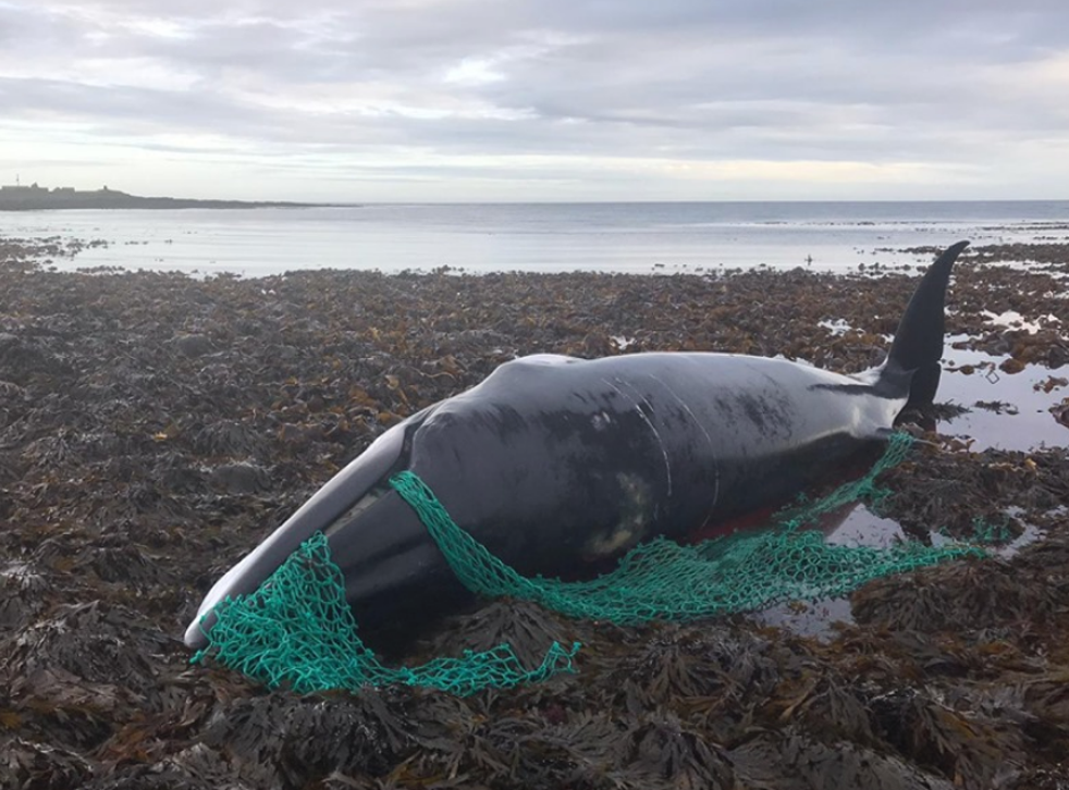 The minke whale was found ashore on the island of Sanday in Orkney