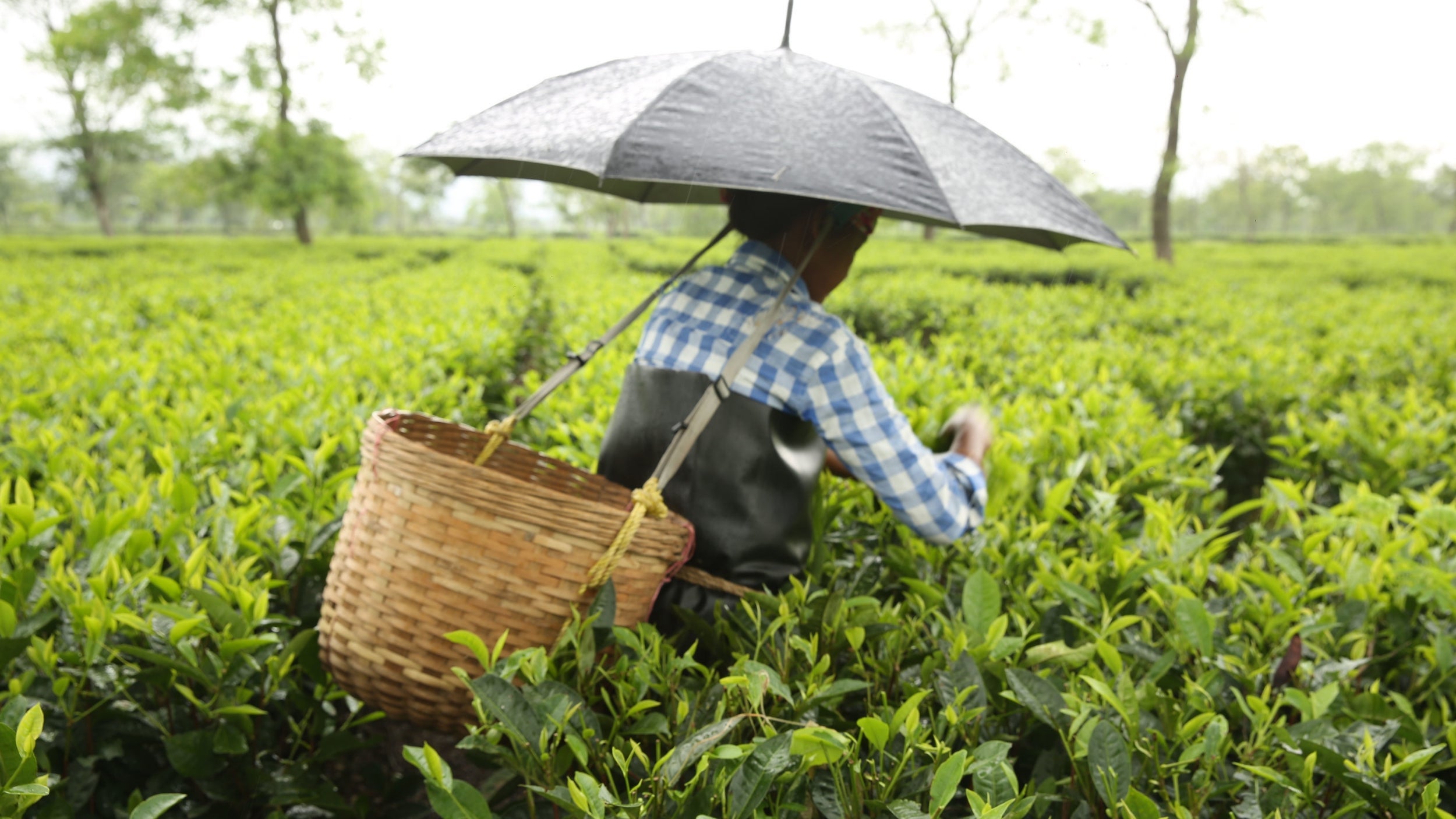 Women working on tea plantations in Assam regularly clock up 13 hours of “back-breaking” work a day, Oxfam said.