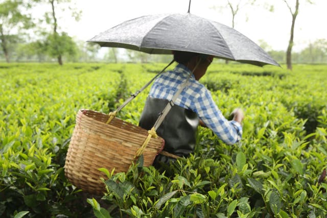 Women working on tea plantations in Assam regularly clock up 13 hours of “back-breaking” work a day, Oxfam said.