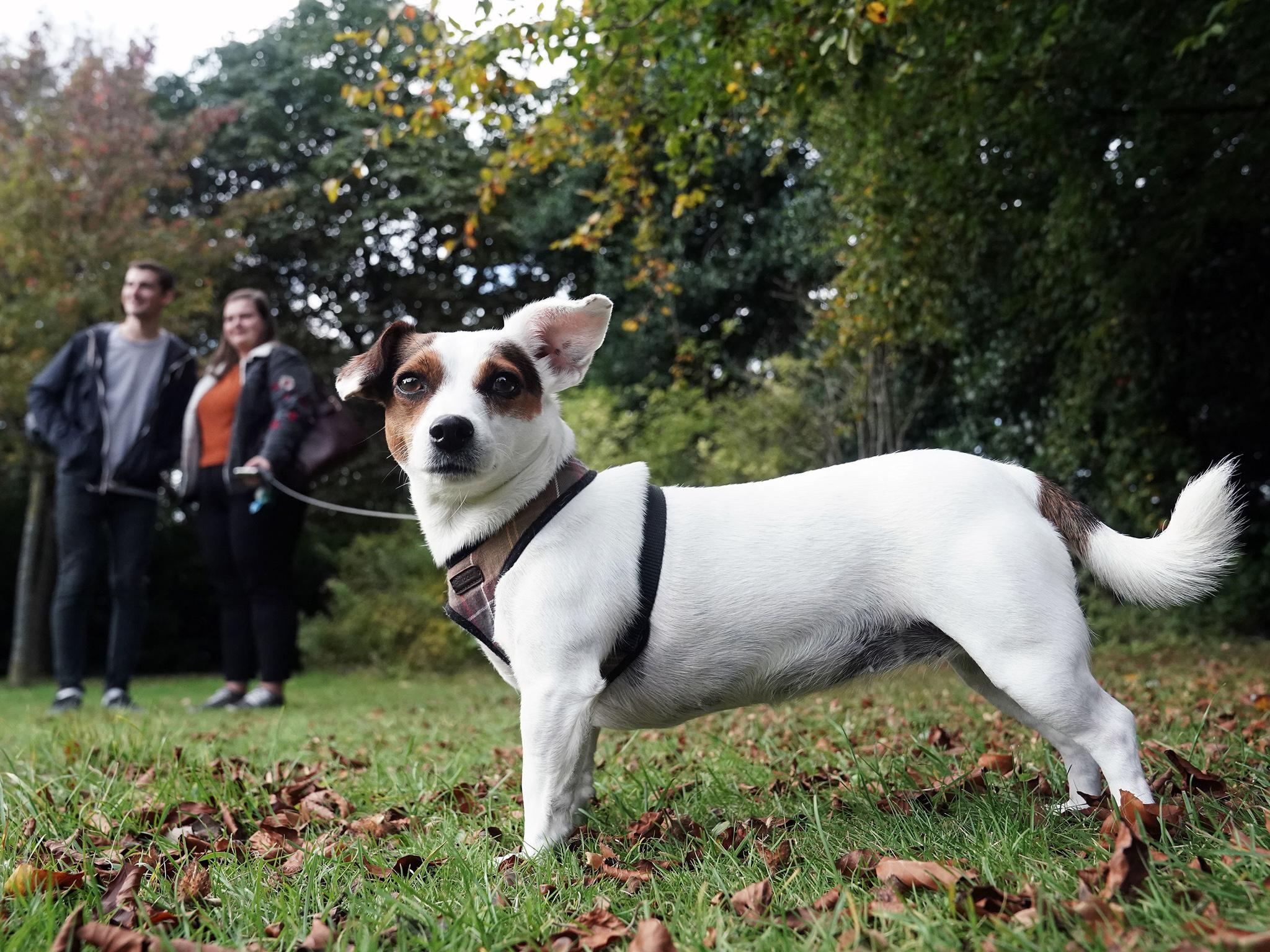 Students can take Bessie (pictured) for unsupervised walks around the city
