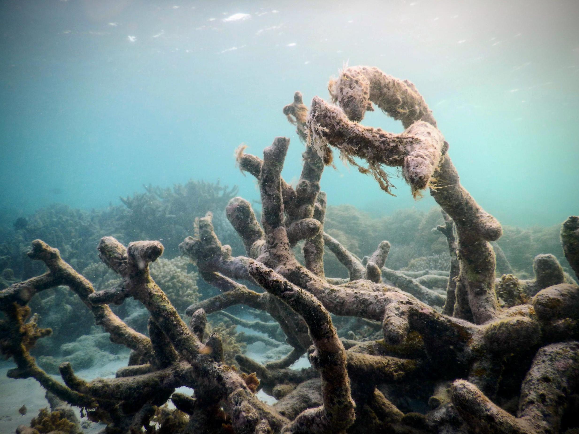 Pictured are dead coral skeletons on Australia's Great Barrier Reef. The letter encourages scientists to address ecological grief