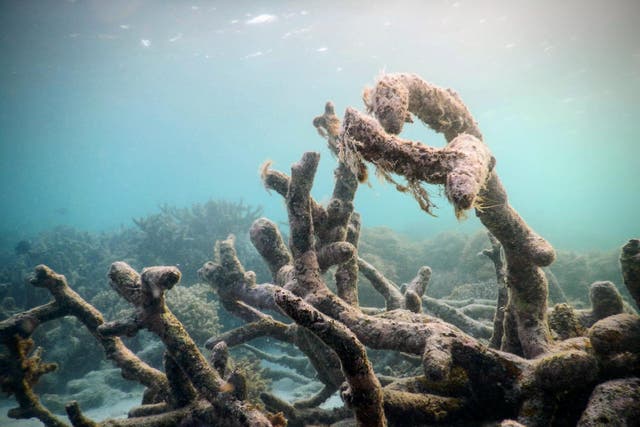 Pictured are dead coral skeletons on Australia's Great Barrier Reef. The letter encourages scientists to address ecological grief 