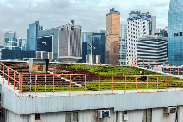A green roof used for farming in front of the Hong Kong skyline