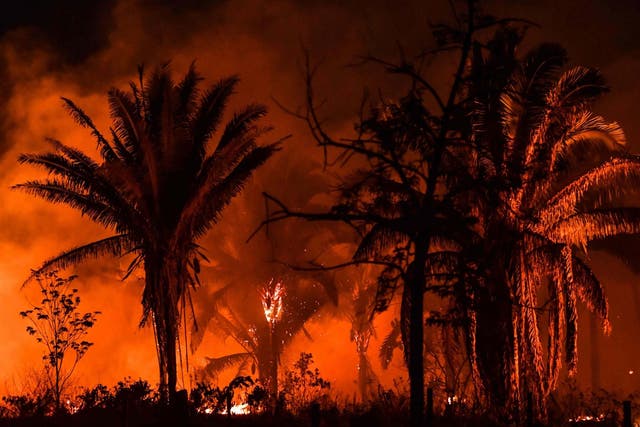 A view of a fire in Pará state, Brazil, last month - the state is the only known habitat of a new species of marmoset monkey