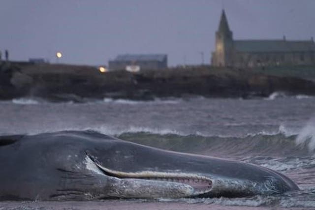 Sperm whale beached at Newbiggin-by-the-Sea, in Northumberland