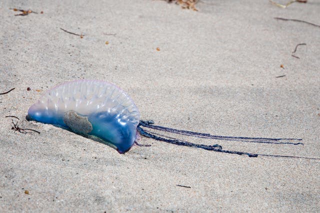 Looking like they would blend in among the neon lights of the clubs in Newquay, numerous Portuguese man-of-war have been washing up on Cornish beaches