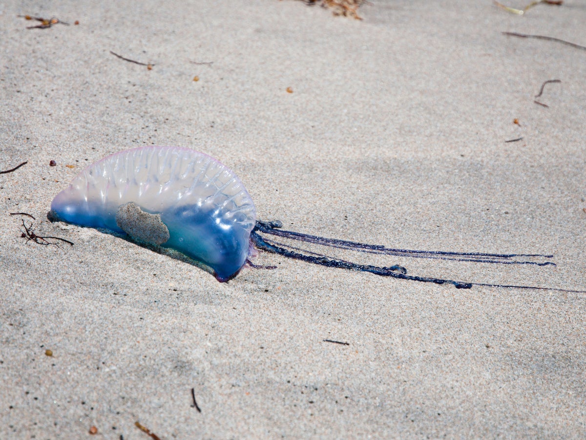 Scores Of Highly Venomous Portuguese Man Of War Jellyfish Wash Up On Beaches In Cornwall The Independent The Independent