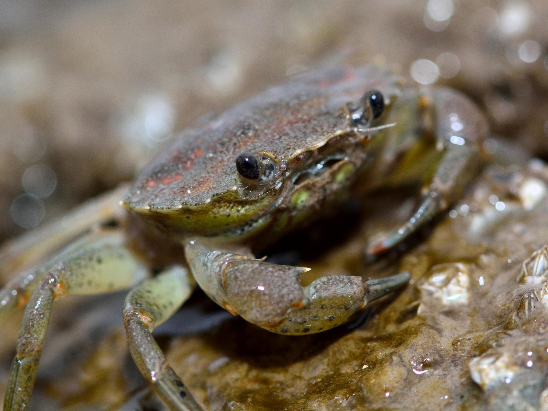 Almost all of the 55 shore crabs (pictured) and 37 mitten crabs had plastic inside their stomachs, intestine or gills