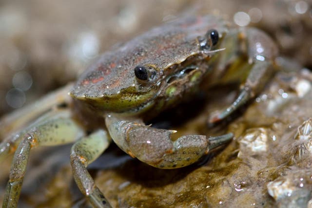 Almost all of the 55 shore crabs (pictured) and 37 mitten crabs had plastic inside their stomachs, intestine or gills